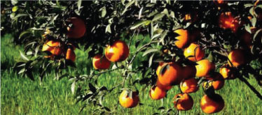 Oranges tree, Agro Tourism with travelustaad.com