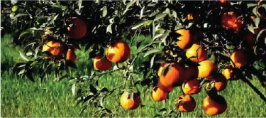 Oranges tree, Agro Tourism with travelustaad.com